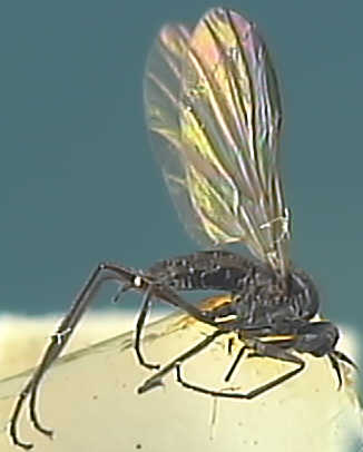 Rhamphomyia umbripennis